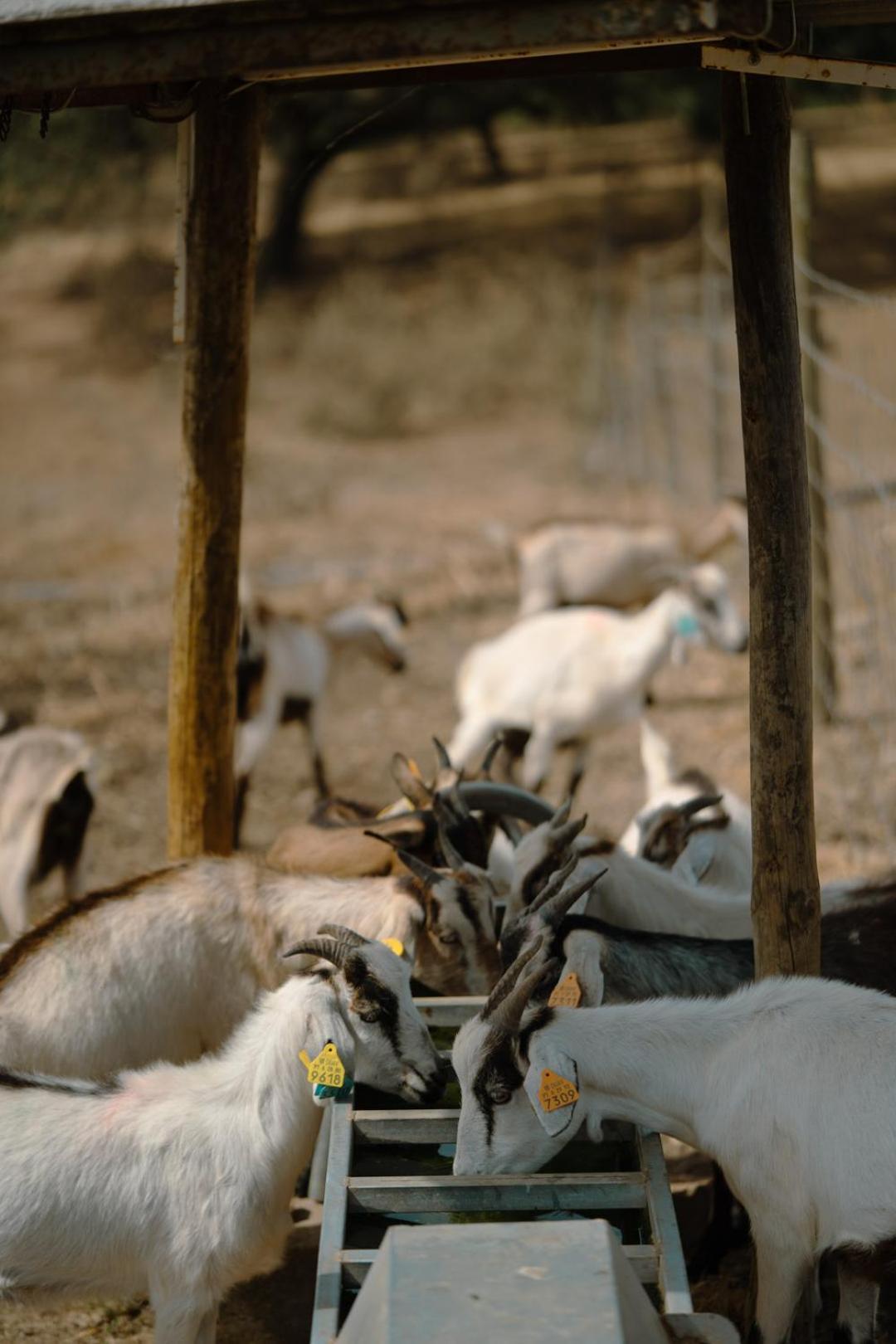 Herdade Vale De Cabras بورتيل المظهر الخارجي الصورة
